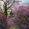 試し撮り