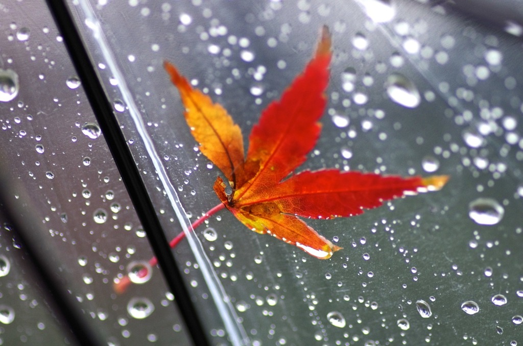 秋の雨