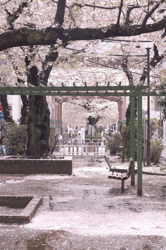 都立大学前’１４　桜