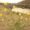 二子の菜の花