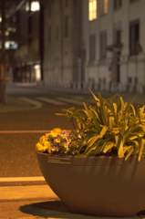 日本大通りの花壇