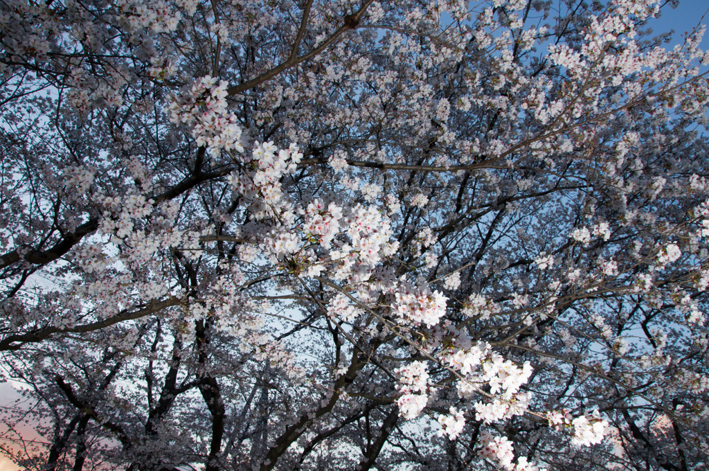 桜グラデーション