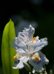 三賢堂に咲く花３