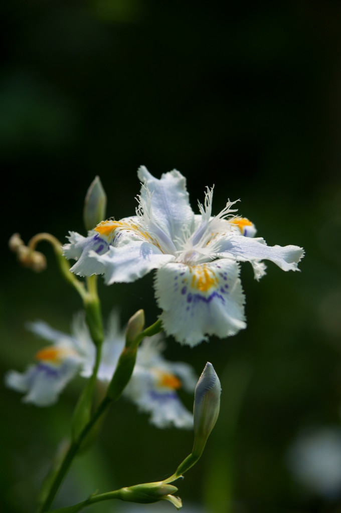三賢堂に咲く花