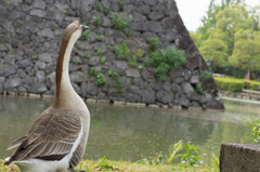 お堀の眺め