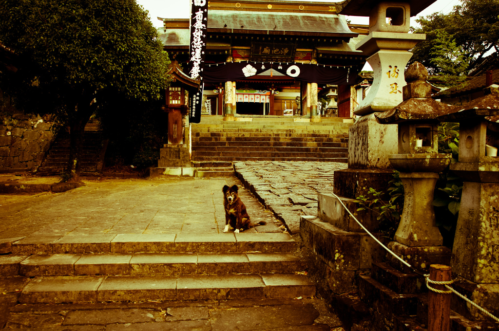 犬in本妙寺