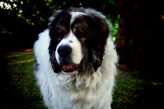 セントバーナード犬