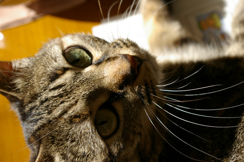 IMGP0526