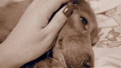 愛犬