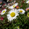 お花*