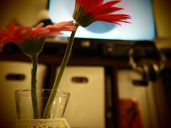 ガーベラ