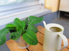 ベランダのお花
