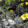 お花*