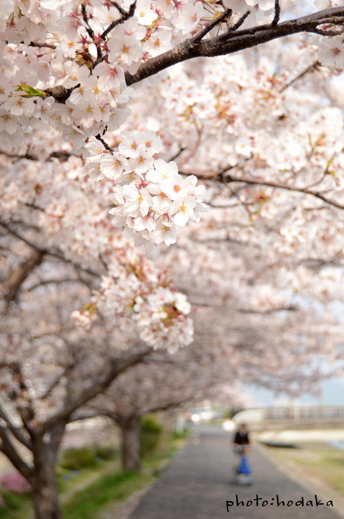 川沿いの桜並木