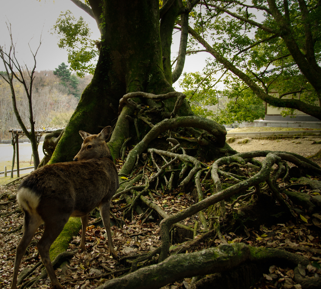 Nara Park-4