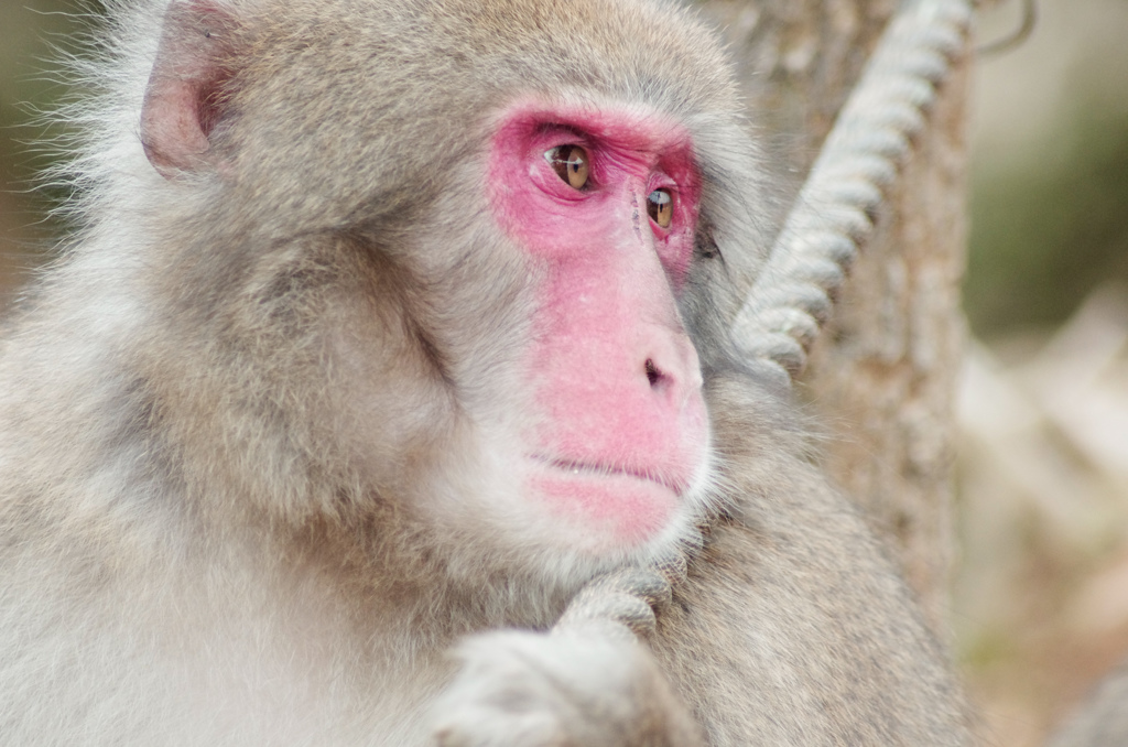 monkey-201511-34