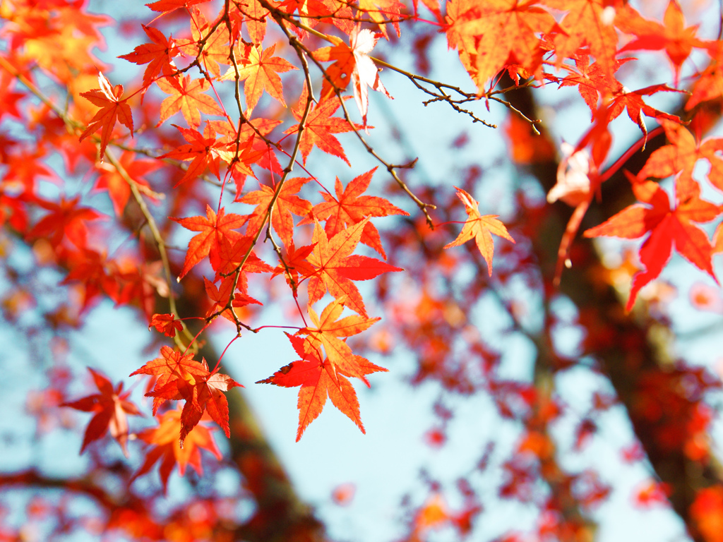 Nara Park-8