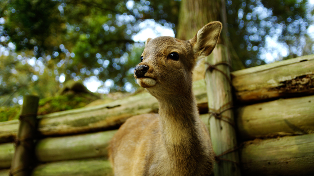 Nara-Park-13