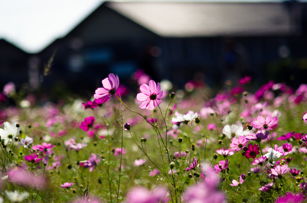 fuji-cosmos-k5-2