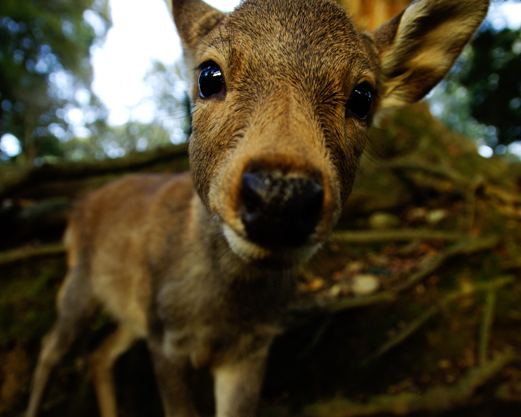 Nara-Park-8