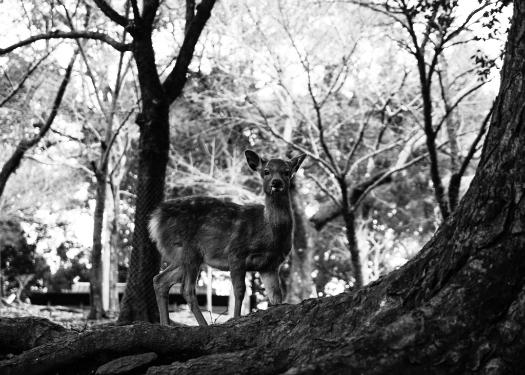 Nara Park-2