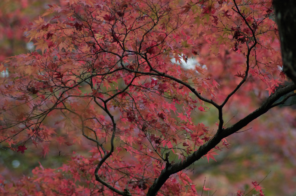 jojyakko-ji-22