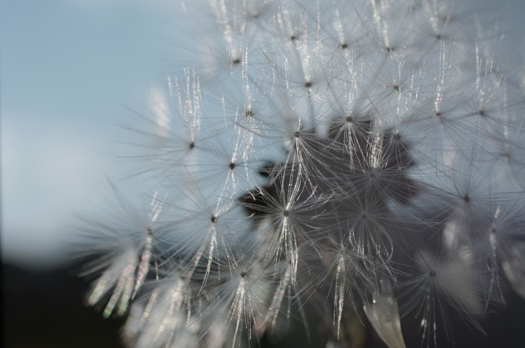 たんぽぽ／Dandelion-1