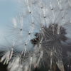 たんぽぽ／Dandelion-1