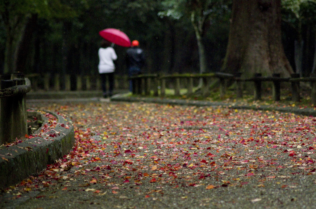 霧雨の降る