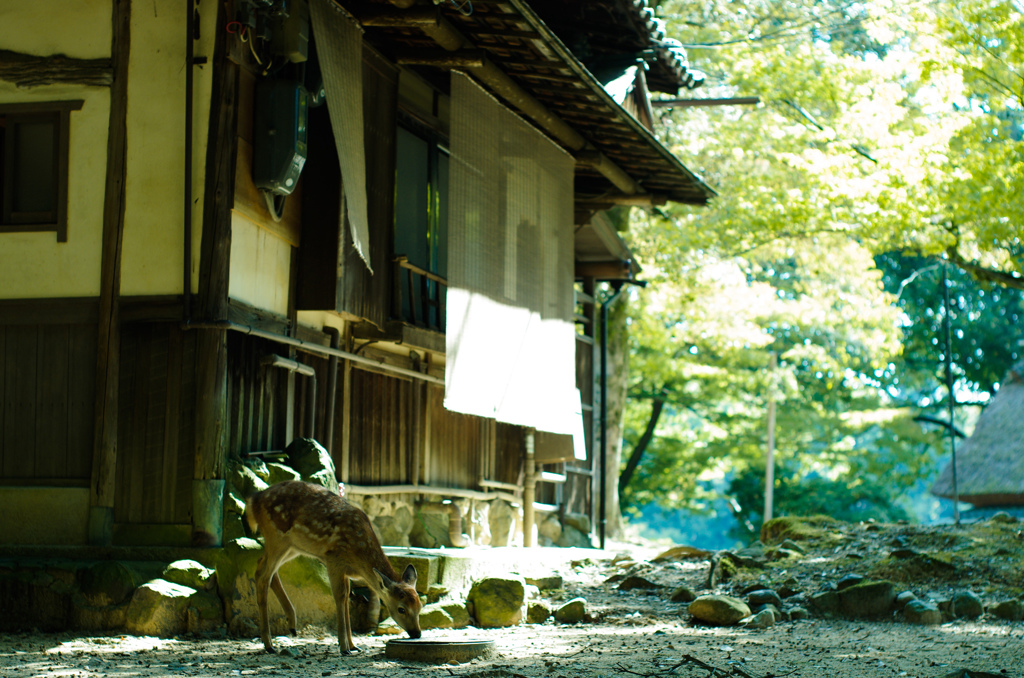 Nara Park-11