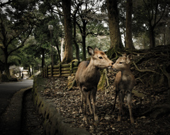 Nara Park-3