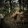 Nara Park-3