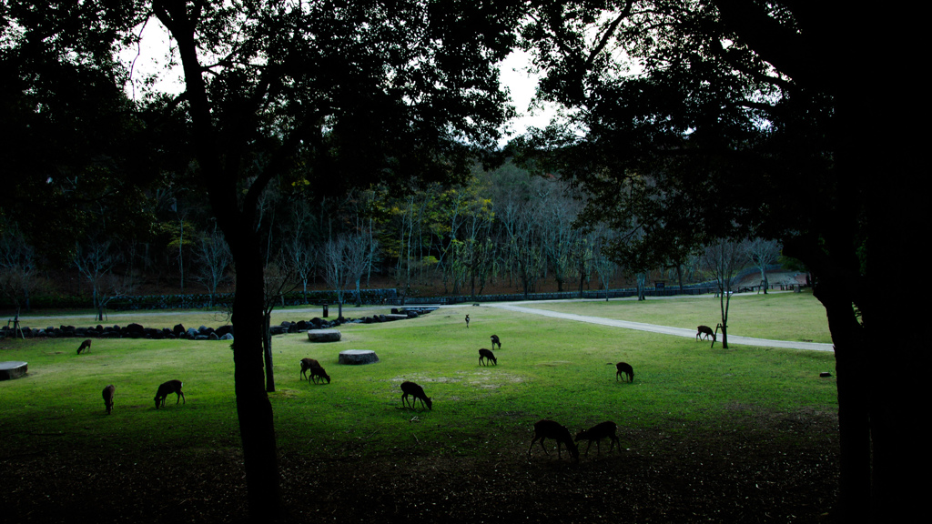 Nara-Park-6