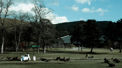 Nara Park-1