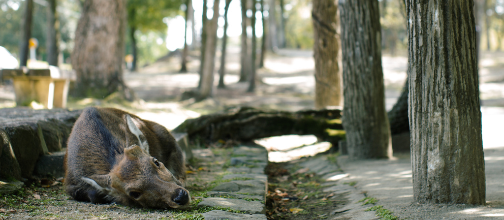 Nara Park-13