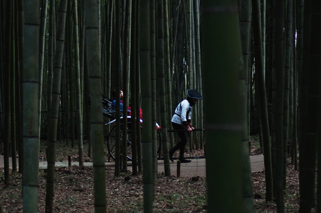 Bamboo groves