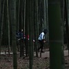 Bamboo groves