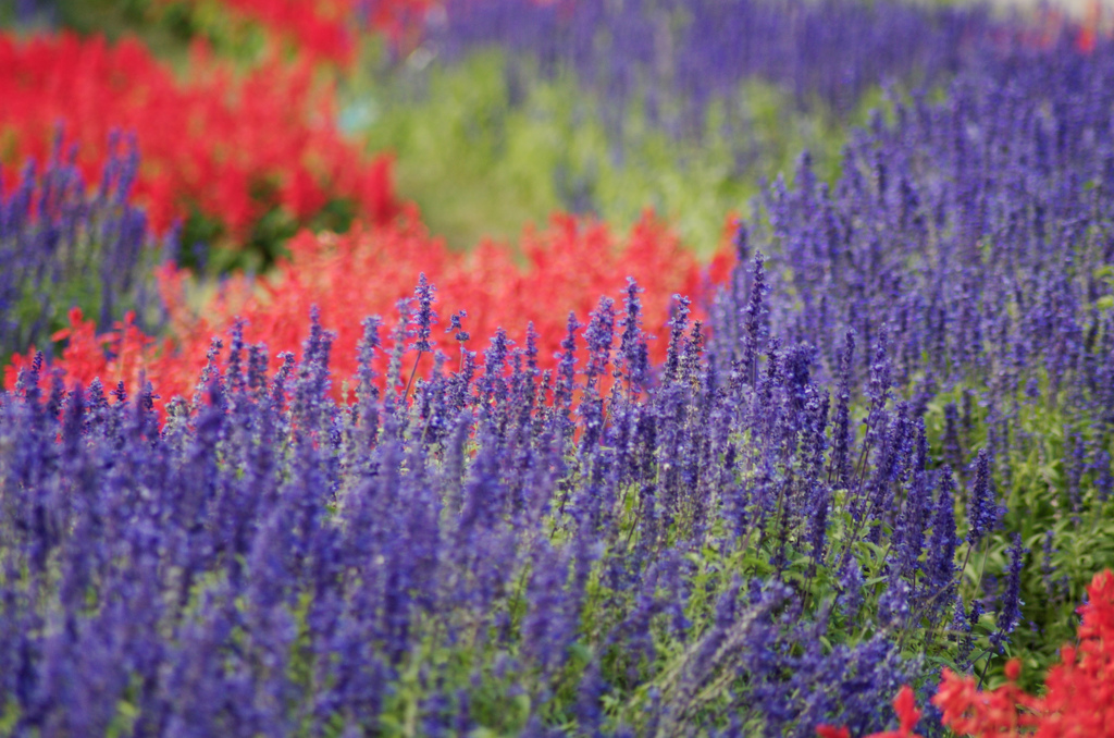 花ごよみ2015-32