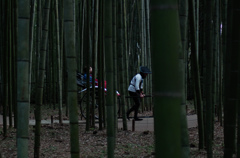 saga-arashi-20