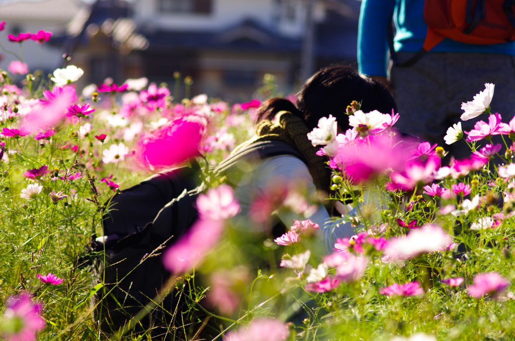 fuji-cosmos-k5-3