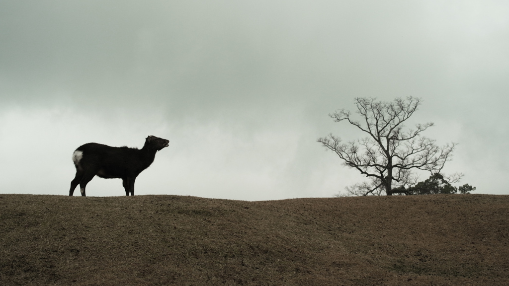 Nara Park-19