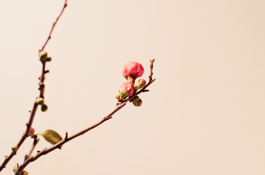 bonsai-5