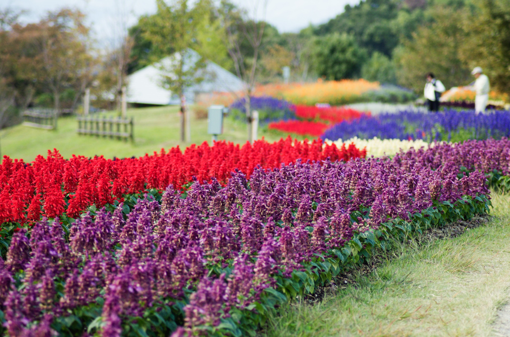 花ごよみ2015-31