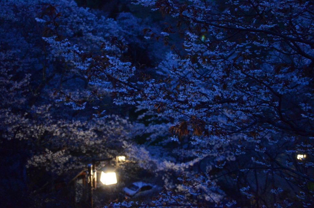 吉野青桜