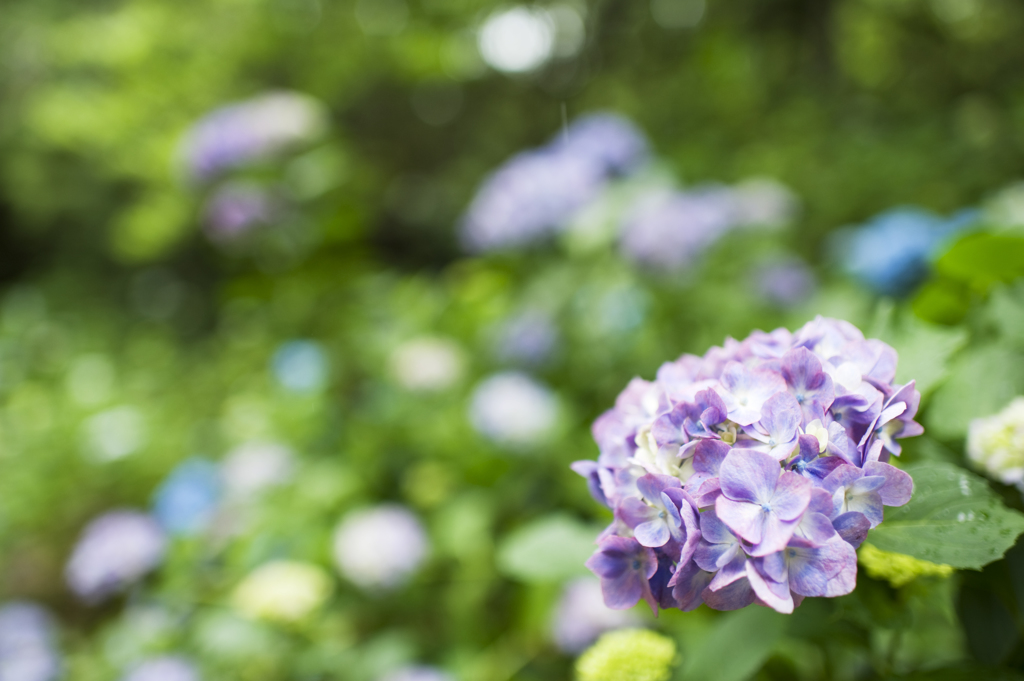 紫陽花　8