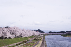 桧木内川のソメイヨシノ