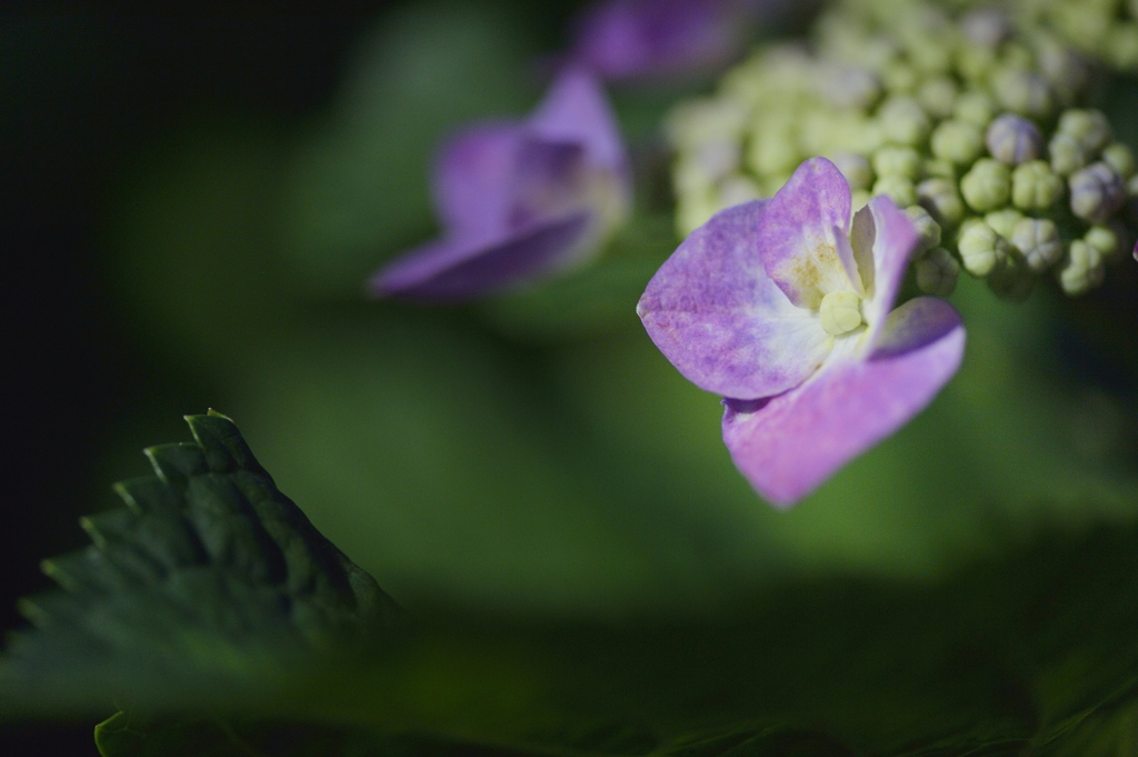夜紫陽花