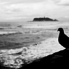 江ノ島と鳩