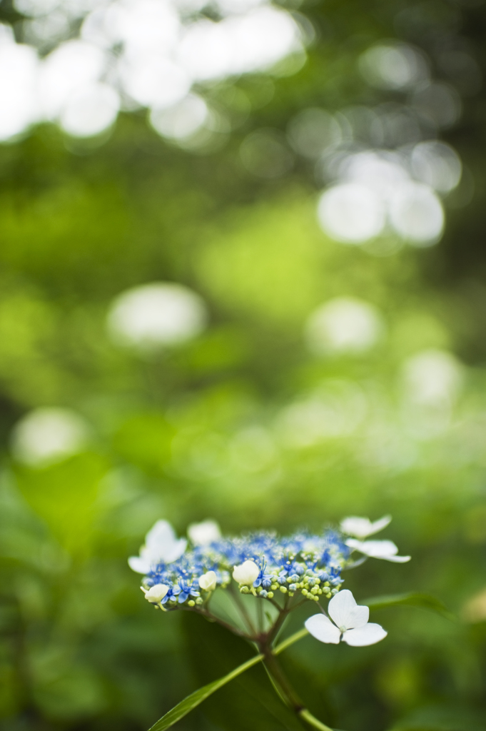 紫陽花　7