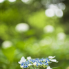 紫陽花　7